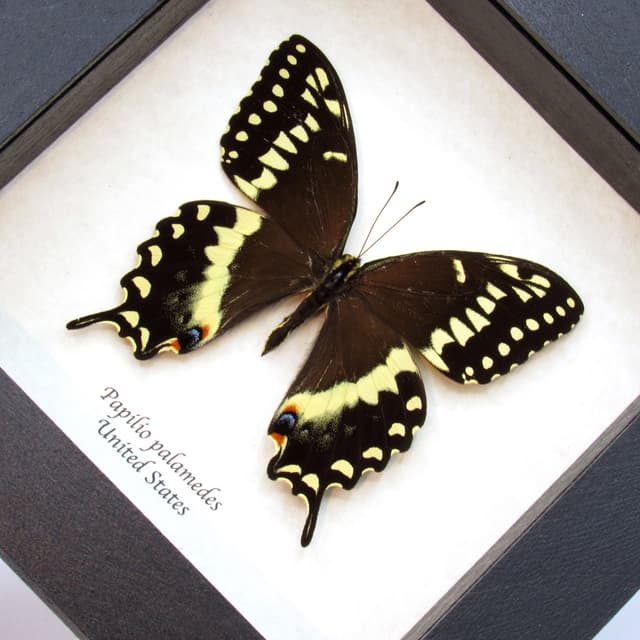 Real Laurel Swallowtail butterfly framed taxidermy - Papilio palamedes