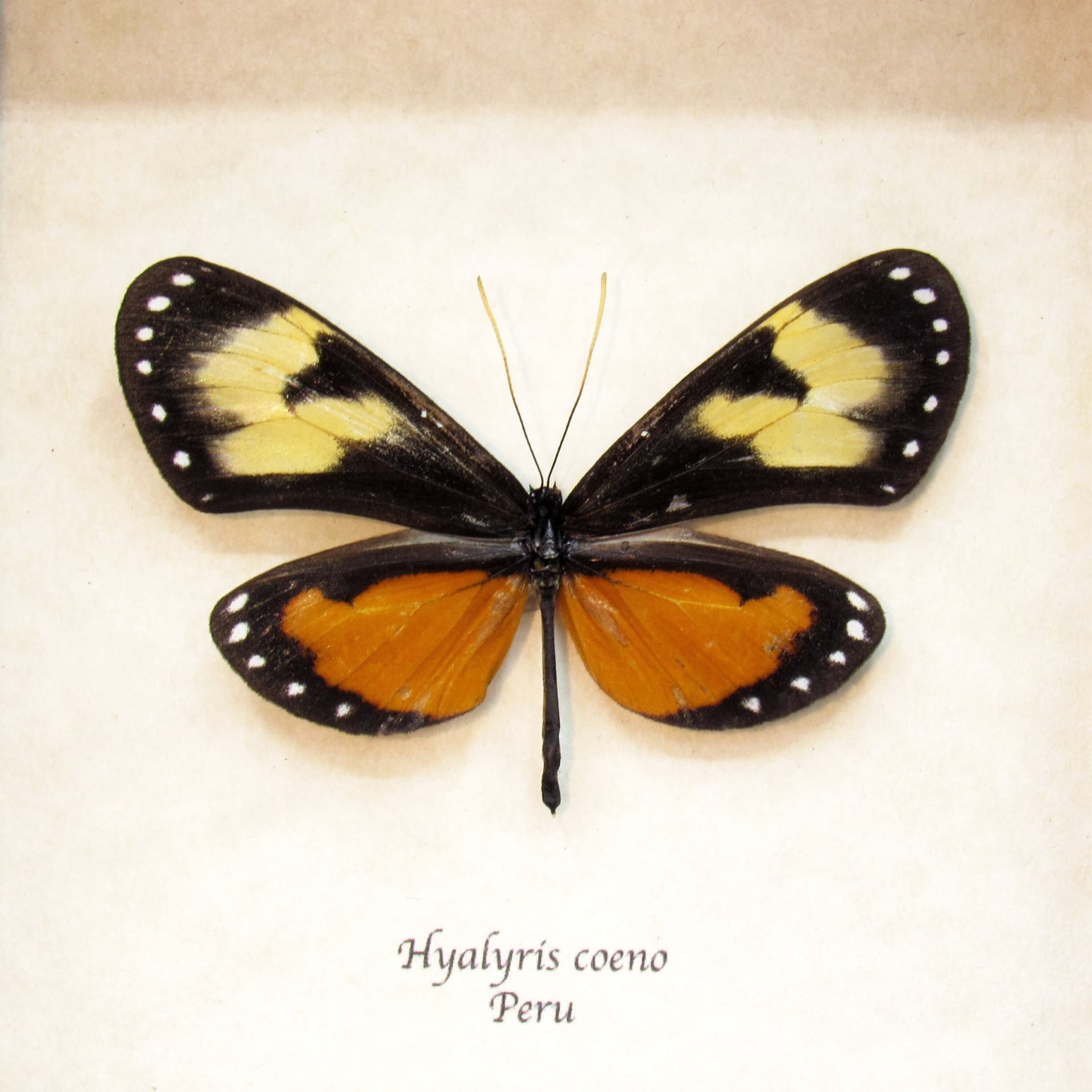Real orange Ithomiine butterfly framed taxidermy - Hyalyris coeno