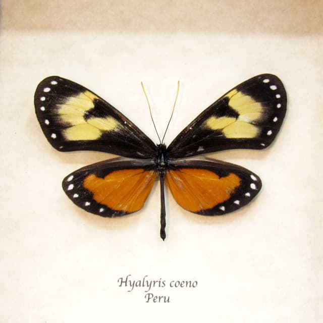 Real orange Ithomiine butterfly framed taxidermy - Hyalyris coeno