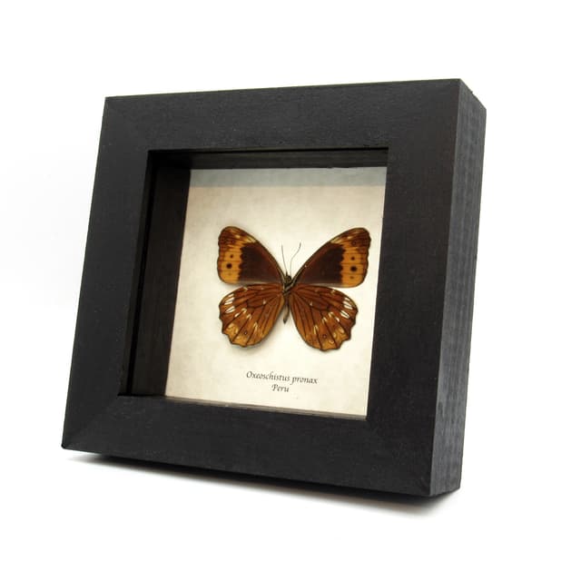 Real orange butterfly framed taxidermy - Oxeoschistus pronax