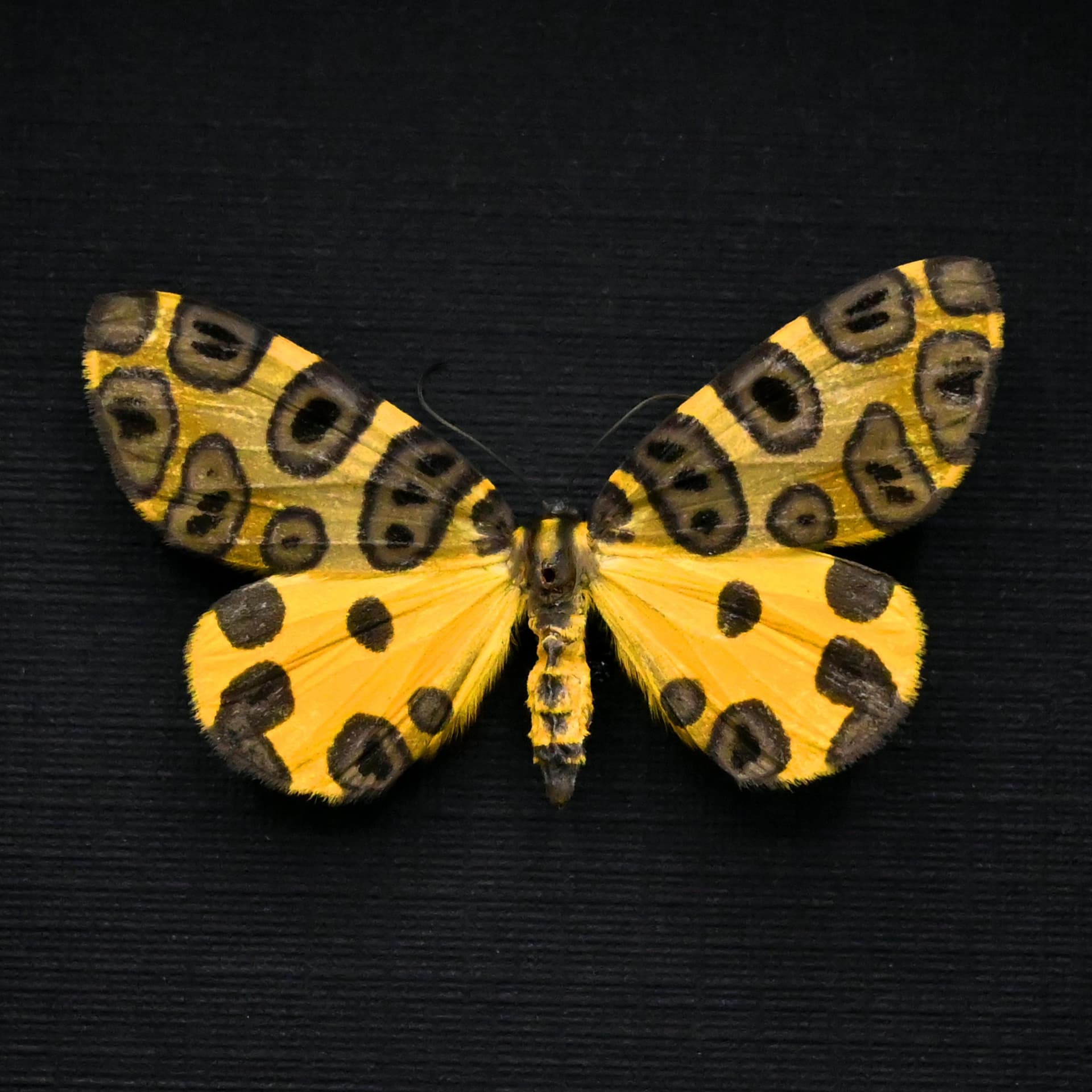 Real Leopard moth framed taxidermy - Pantherodes unciaria