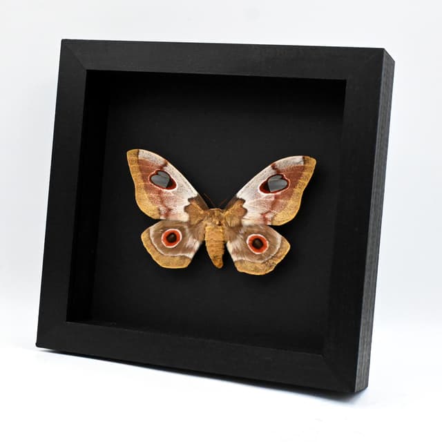 Very rare Giant Emperor Silkmoth framed taxidermy - Gonimbrasia macrothyris - female - minor damage/repair