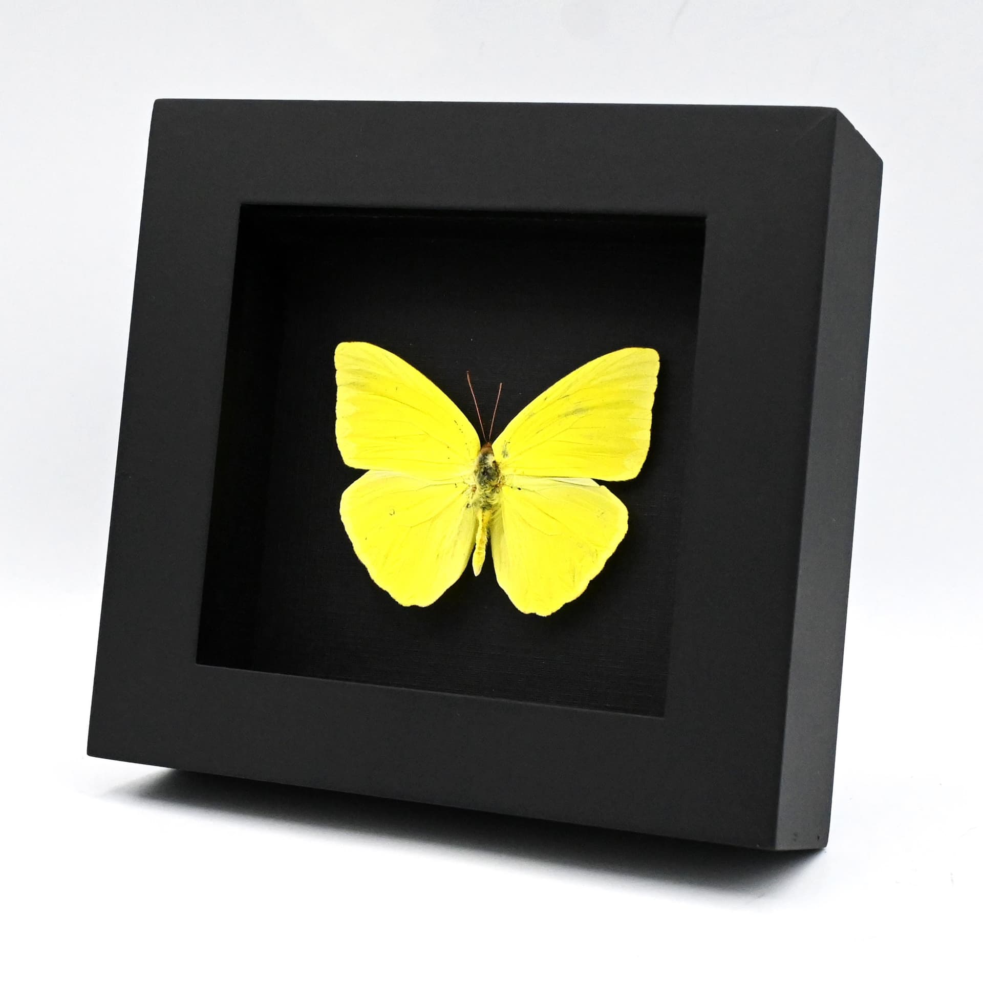 Real yellow Cloudless Sulphur butterfly framed taxidermy - Phoebis sennae