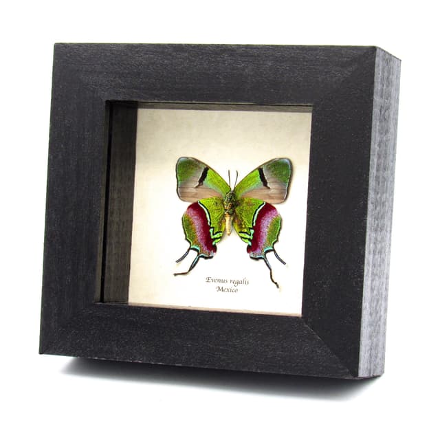 Real metallic green butterfly framed taxidermy - Evenus regalis