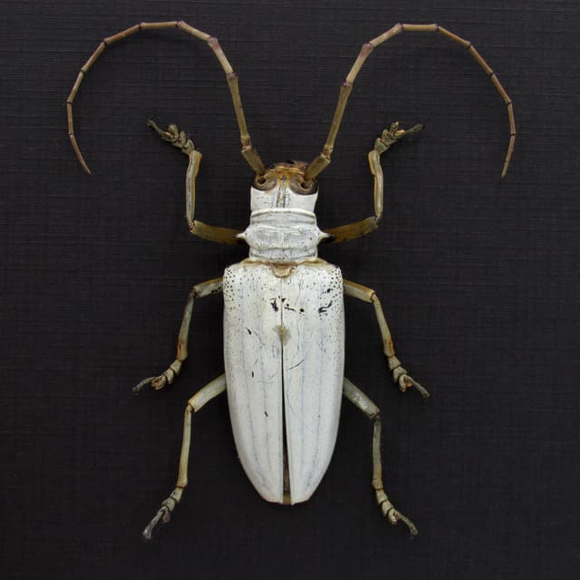 Rare giant white Longhorn beetle framed taxidermy - Rosenbergia lactiflua