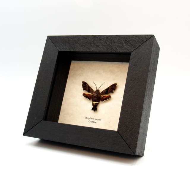 Real Nessus Sphinx moth framed taxidermy - Amphion nessus