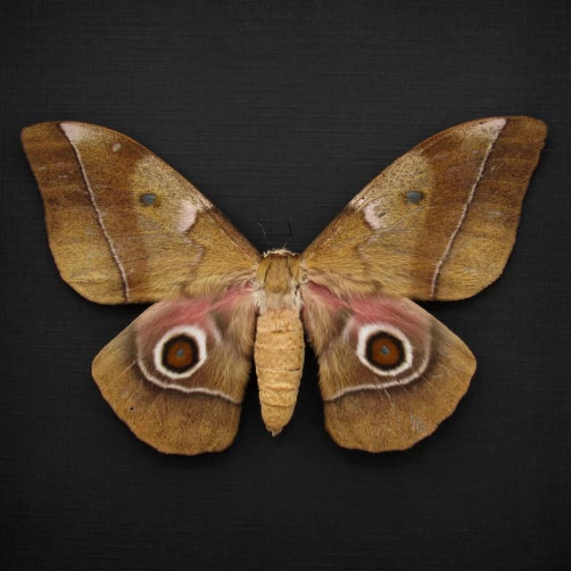 Large real Saturn moth framed taxidermy - Imbrasia species - female