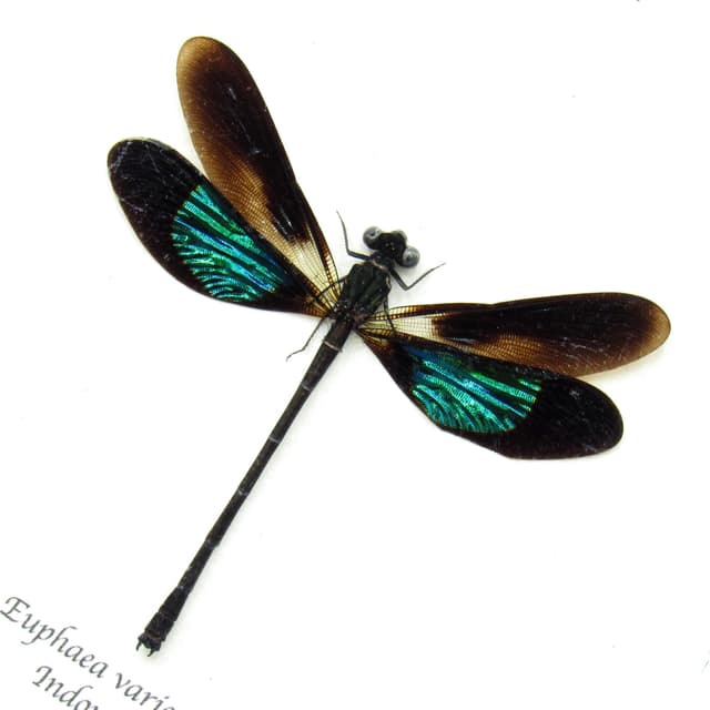 Real framed metallic dragonfly taxidermy - Euphaea variegata