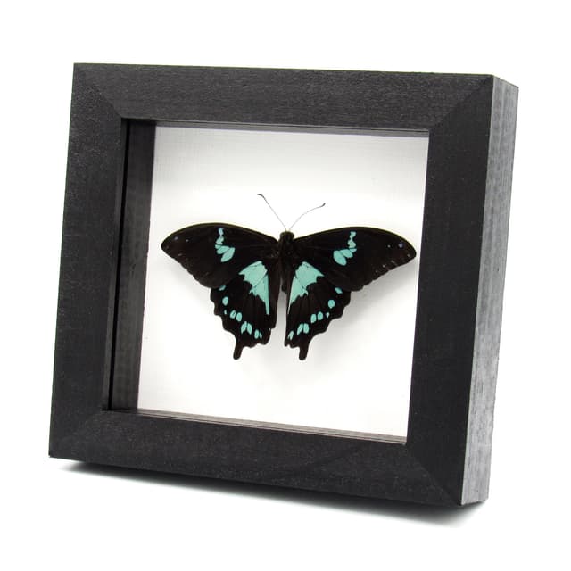 Real blue Teardrop Swallowtail butterfly framed taxidermy - Papilio epiphorbas - Victorian mount