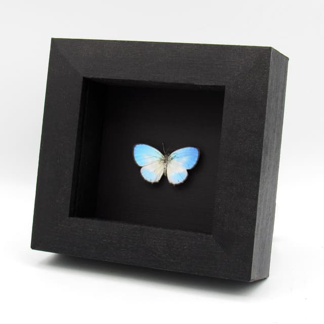 Real tiny blue butterfly framed taxidermy - Jamides euchylas - Victorian mount