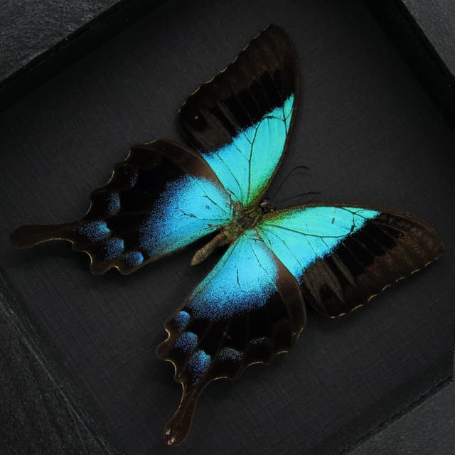 Real framed taxidermy blue Swallowtail butterfly - Papilio pericles