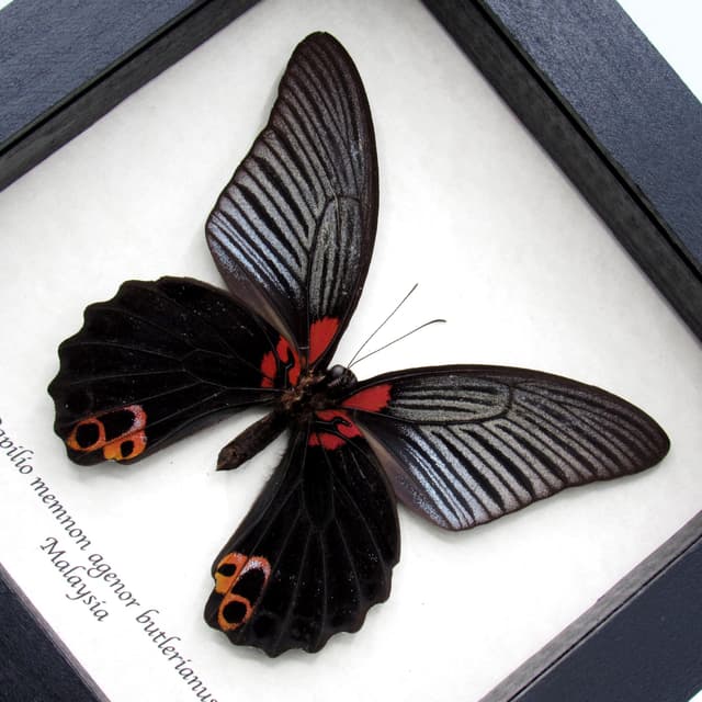Real Great Mormon butterfly framed taxidermy - Papilio memnon agenor butlerianus