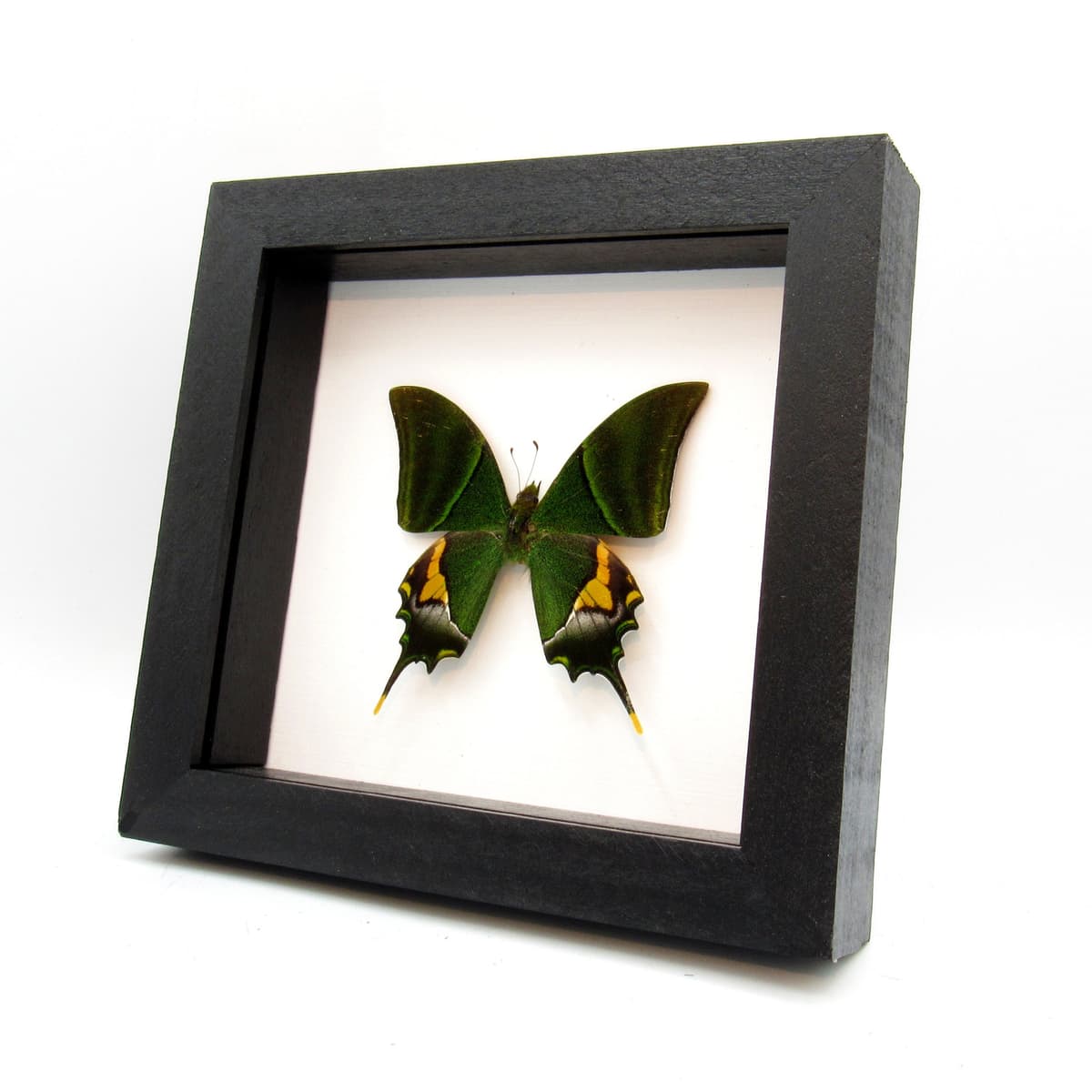 Real rare Kaiser-i-Hind Swallowtail butterfly framed taxidermy - Teinopalpus imperialis