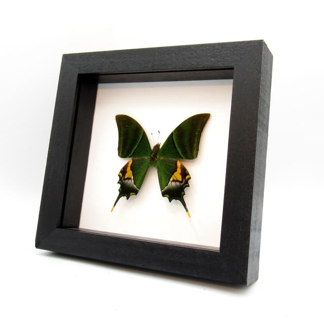 Real rare Kaiser-i-Hind Swallowtail butterfly framed taxidermy - Teinopalpus imperialis