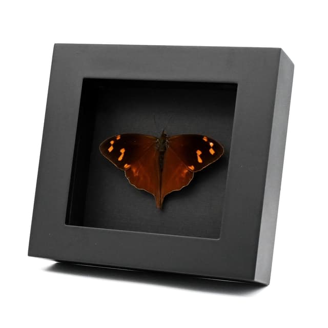 Rare red Enyo Satyr butterfly framed taxidermy - Corades enyo - Victorian mount