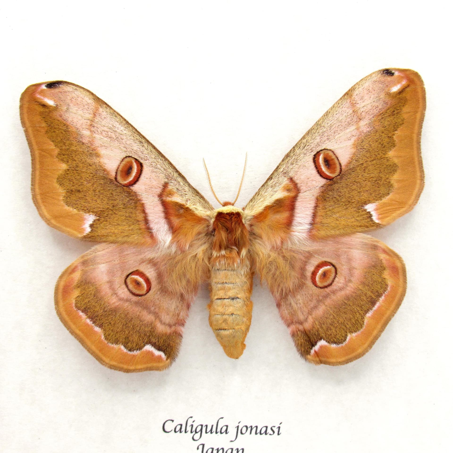 Real Saturn moth framed taxidermy - Caligula jonasi - female