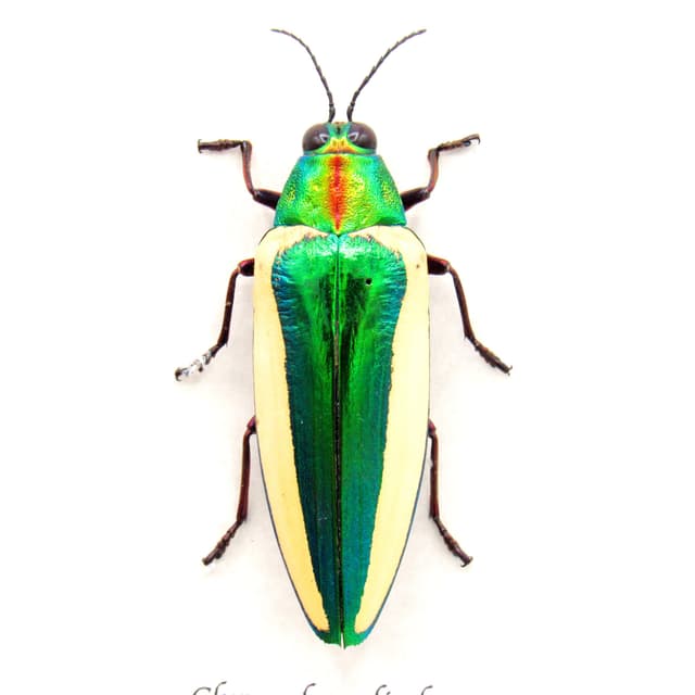 Rare green giant Jewel beetle framed taxidermy - Chrysochroa limbata