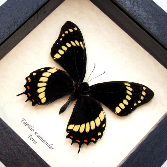 Rare black butterfly framed taxidermy - Papilio scamander