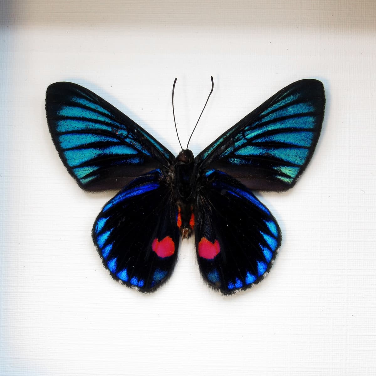 Real metallic butterfly framed taxidermy - Necyria duellona - Victorian mount
