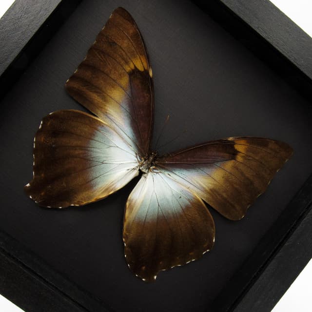 Real XL framed Morpho butterfly taxidermy - Morpho cisseis gahua