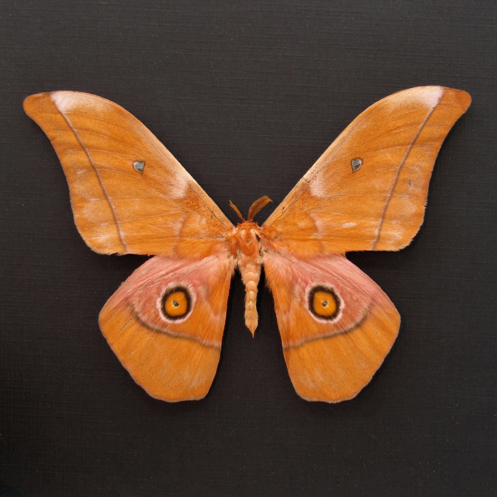 Rare Giant Emperor moth framed taxidermy - Nudaurelia venus
