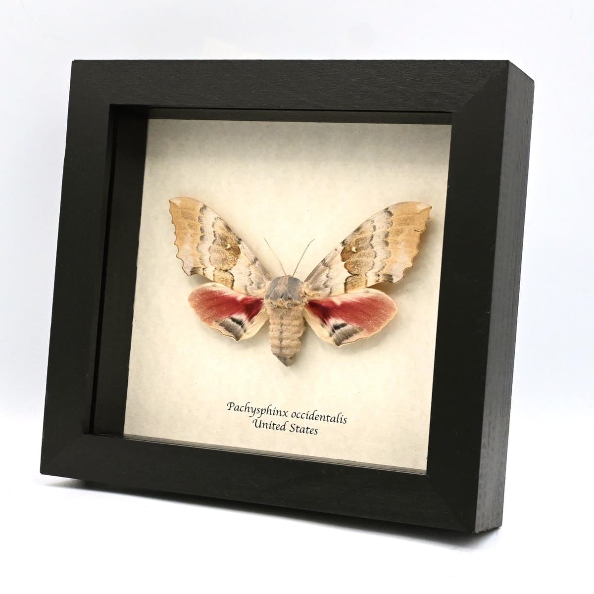 Real Western Big Poplar Sphinx framed taxidermy - Pachysphinx occidentalis - female
