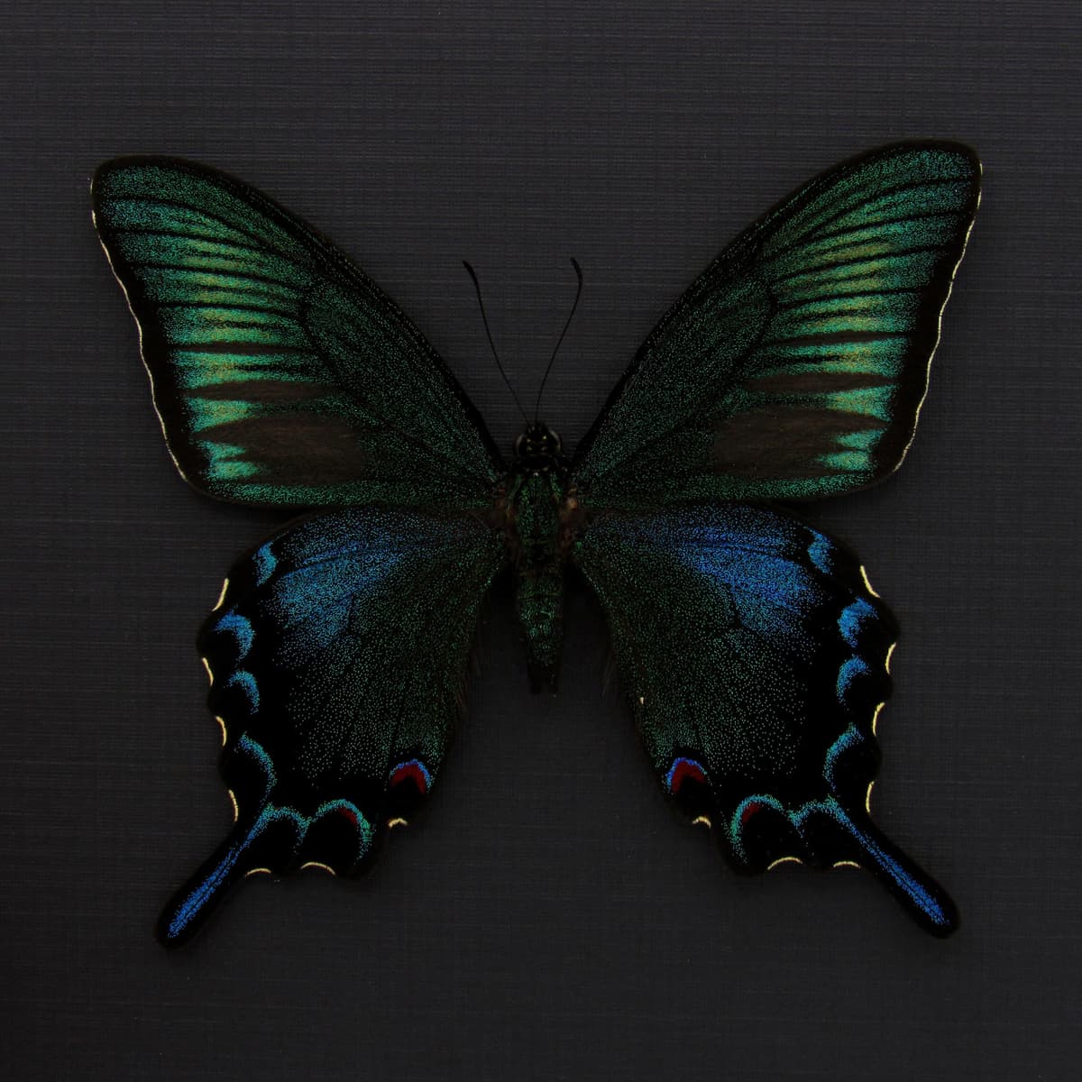 Rare black Peacock butterfly framed taxidermy - Papilio dehaani tokaraensis - spring form