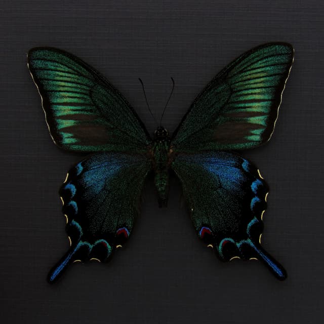 Rare black Peacock butterfly framed taxidermy - Papilio dehaani tokaraensis - spring form