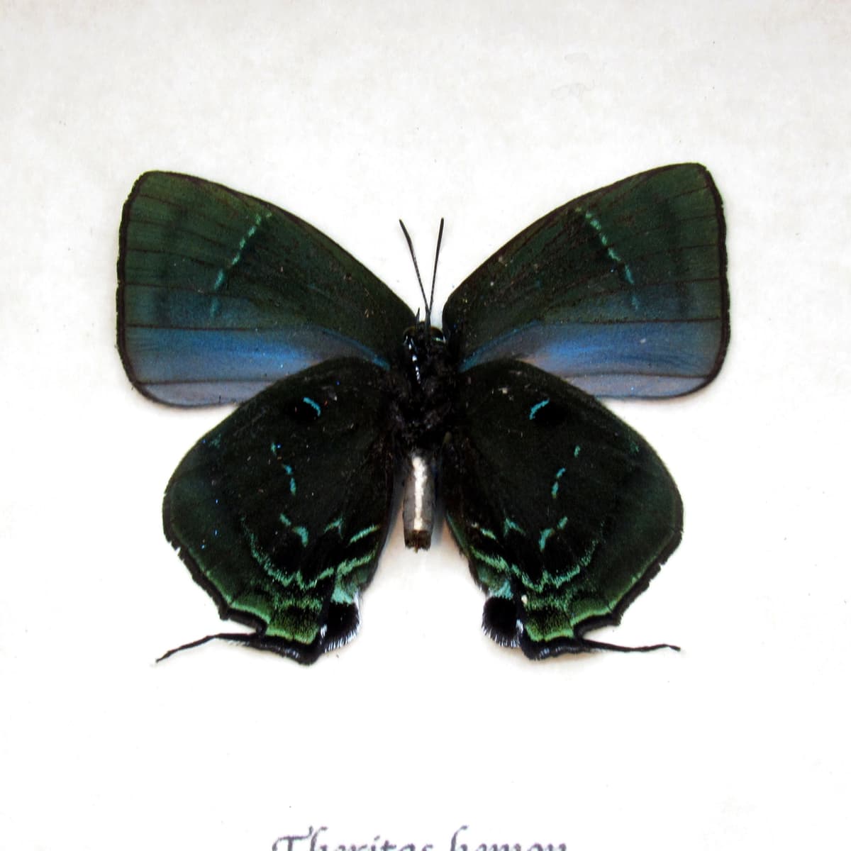 Real Hairstreak butterfly framed taxidermy - Theritas hemon - green form