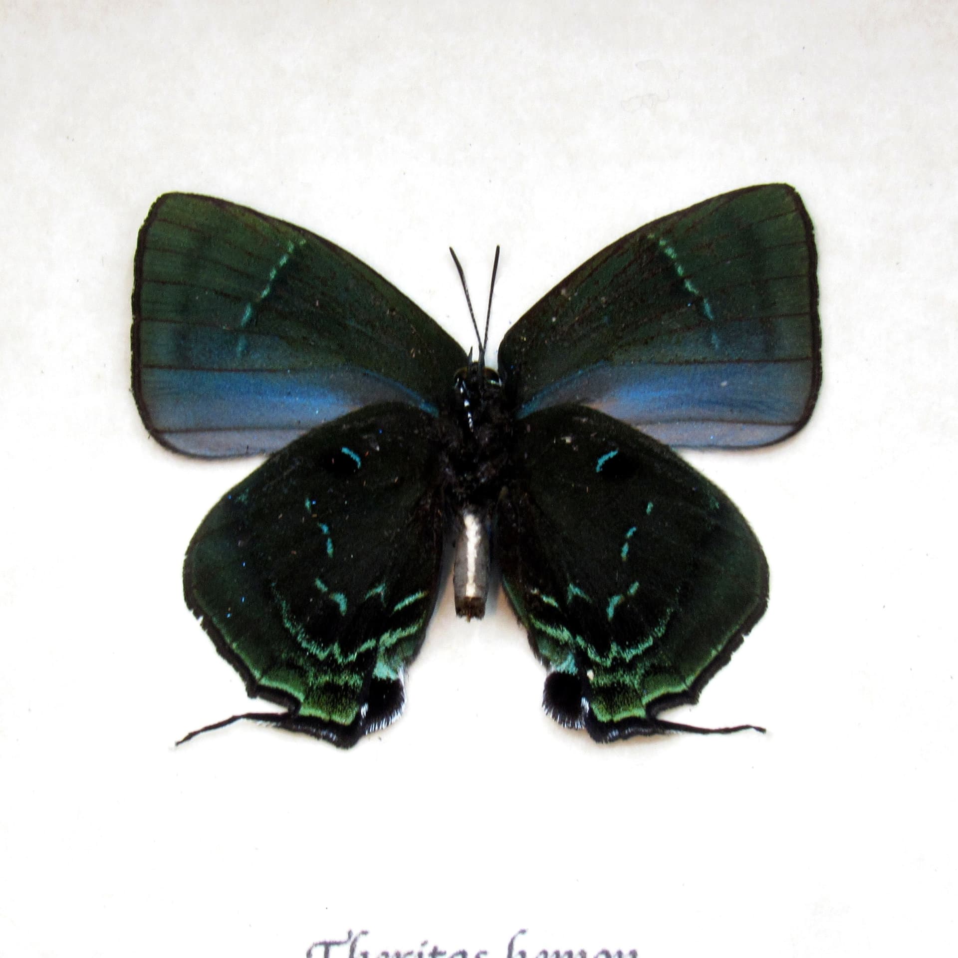 Real Hairstreak butterfly framed taxidermy - Theritas hemon - green form