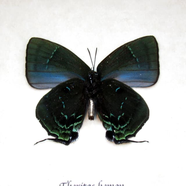 Real Hairstreak butterfly framed taxidermy - Theritas hemon - green form