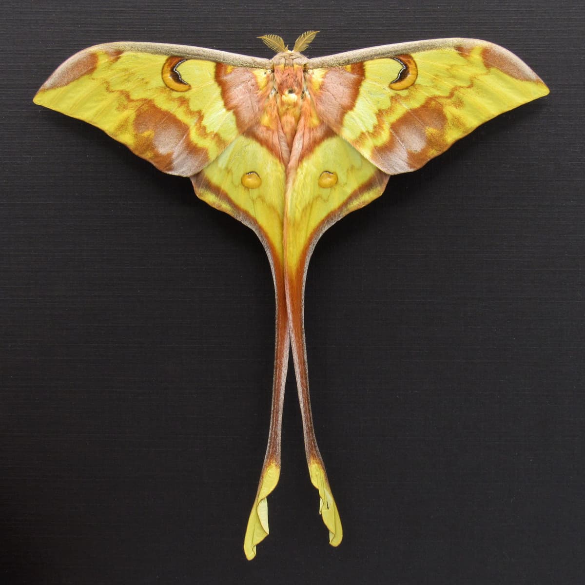 Giant Malaysian Moon moth framed taxidermy - Actias maenas - Victorian mount - 2
