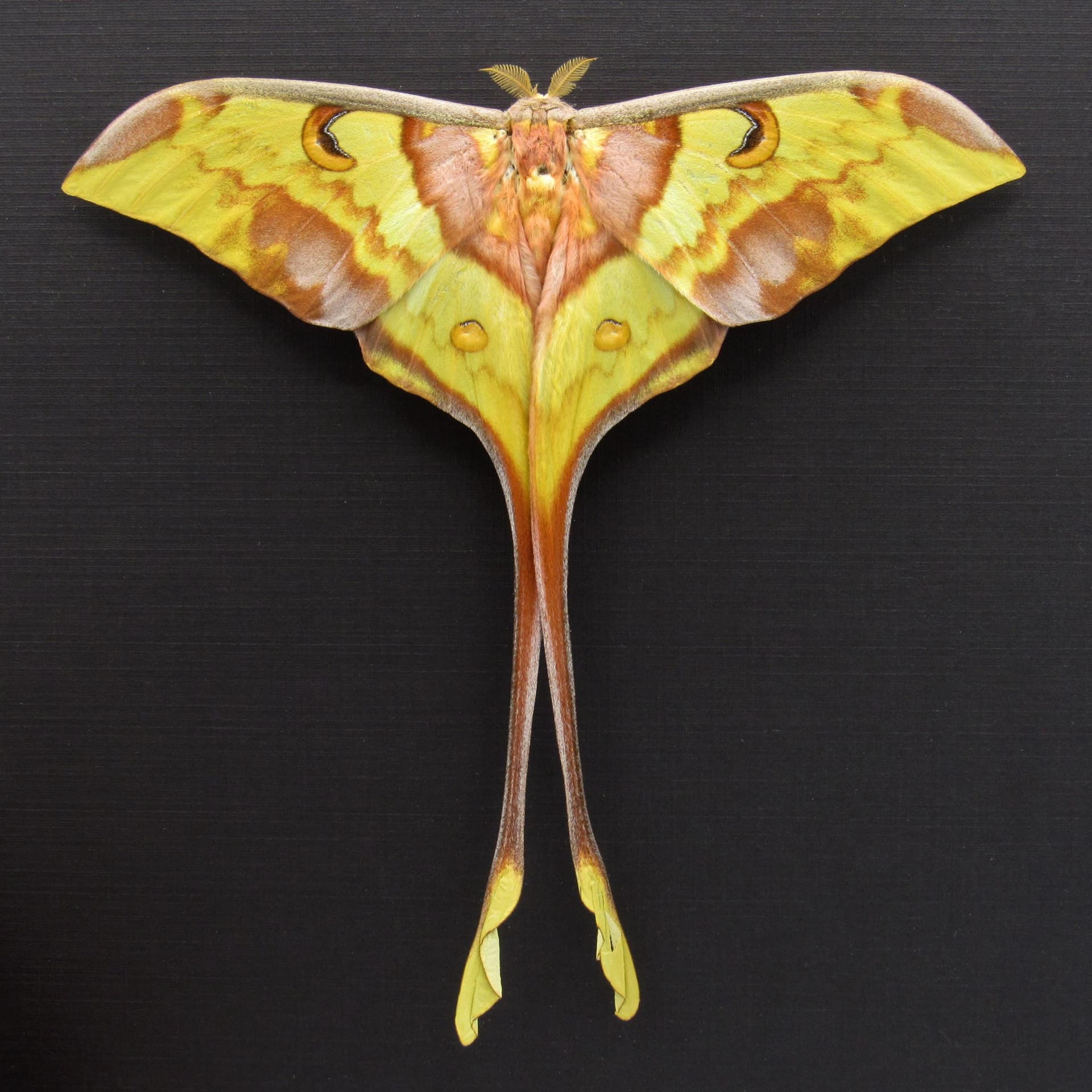 Giant Malaysian Moon moth framed taxidermy - Actias maenas - Victorian mount - 2