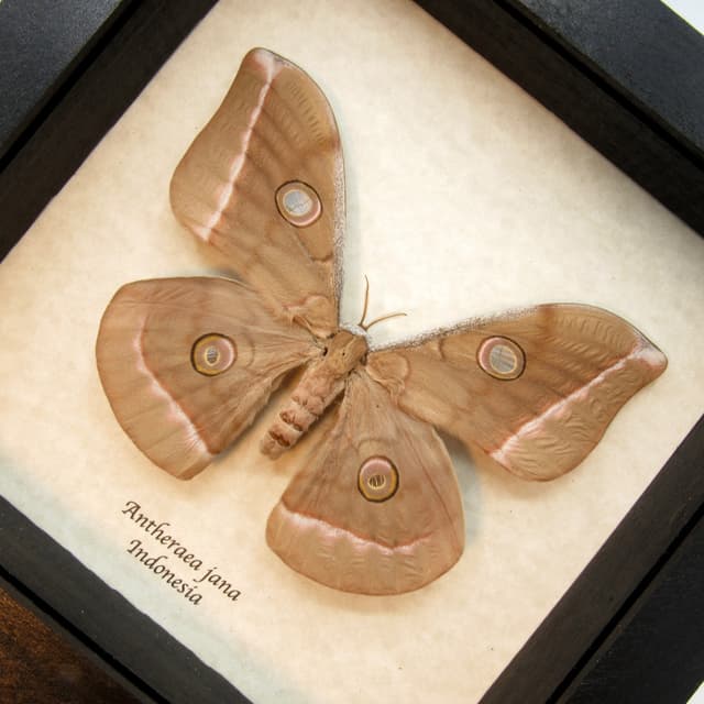 Real Saturn moth framed taxidermy - Antheraea jana - large female