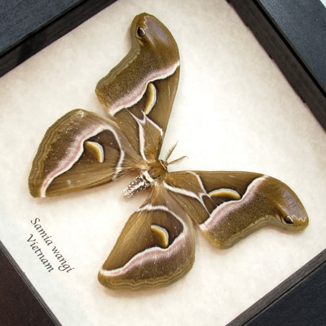 Real Lessor Atlas moth framed taxidermy - Samia wangi