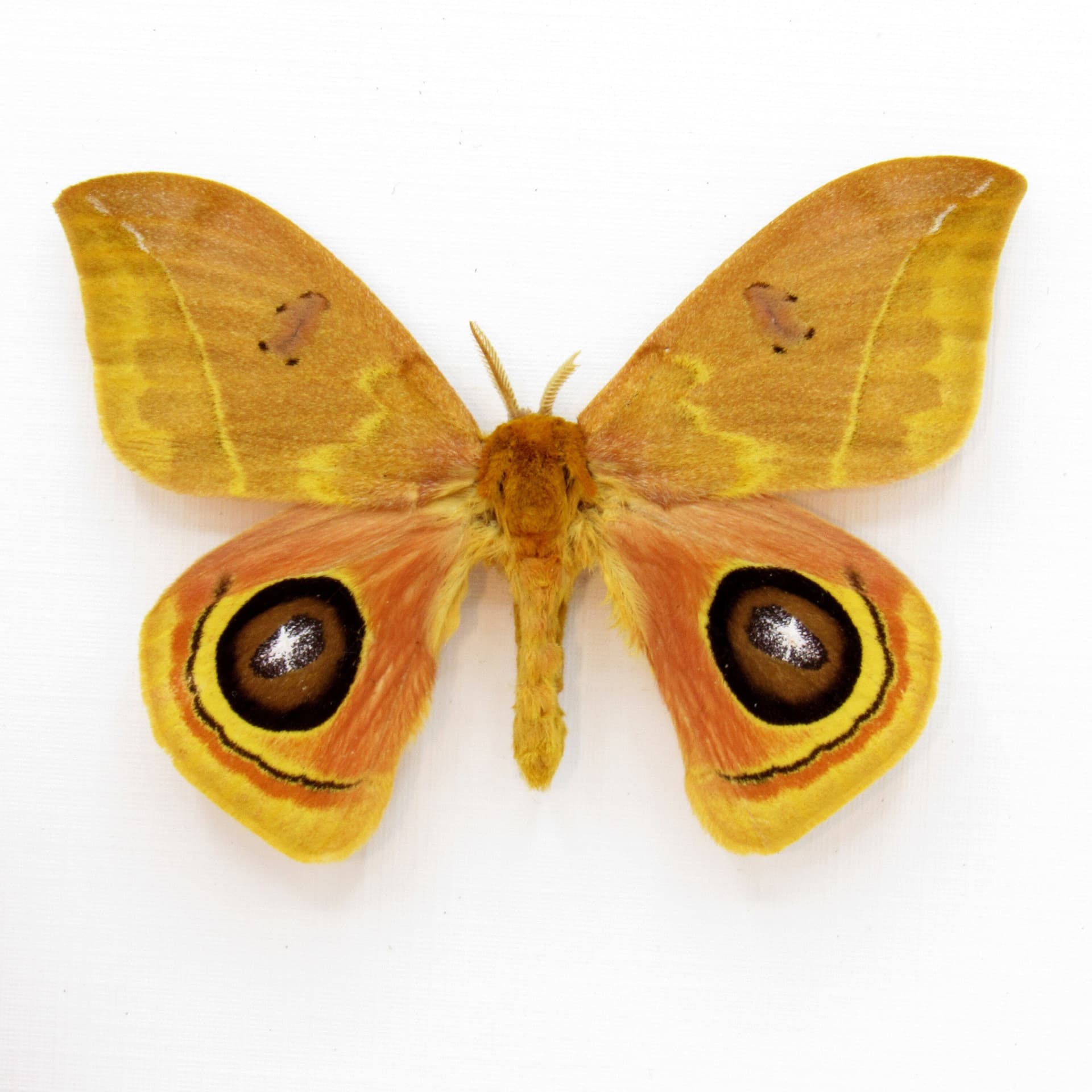 Real Saturn moth framed taxidermy - Automeris tridens