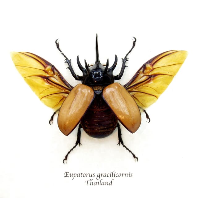 Real large Rhinoceros beetle framed taxidermy - Eupatorus gracilicornis