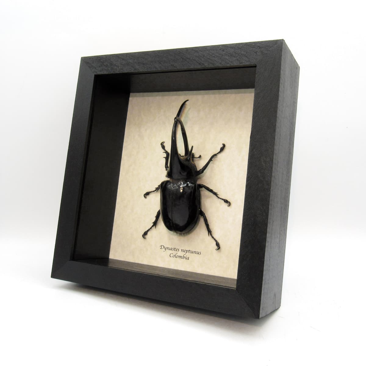 Real Giant Neptune beetle framed taxidermy - Dynastes neptunus