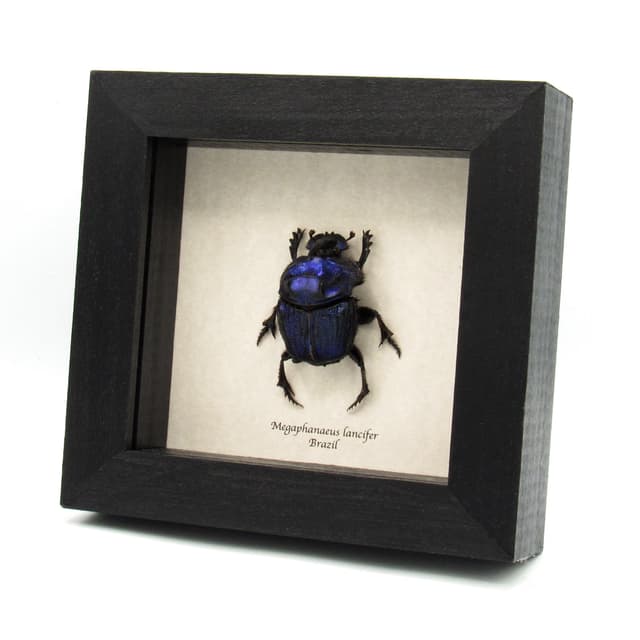 Rare Giant Purple Scarab beetle framed taxidermy - Megaphanaeus lancifer