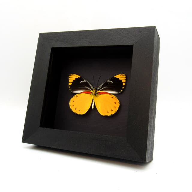 Real large yellow Delias butterfly framed taxidermy - Delias splendida