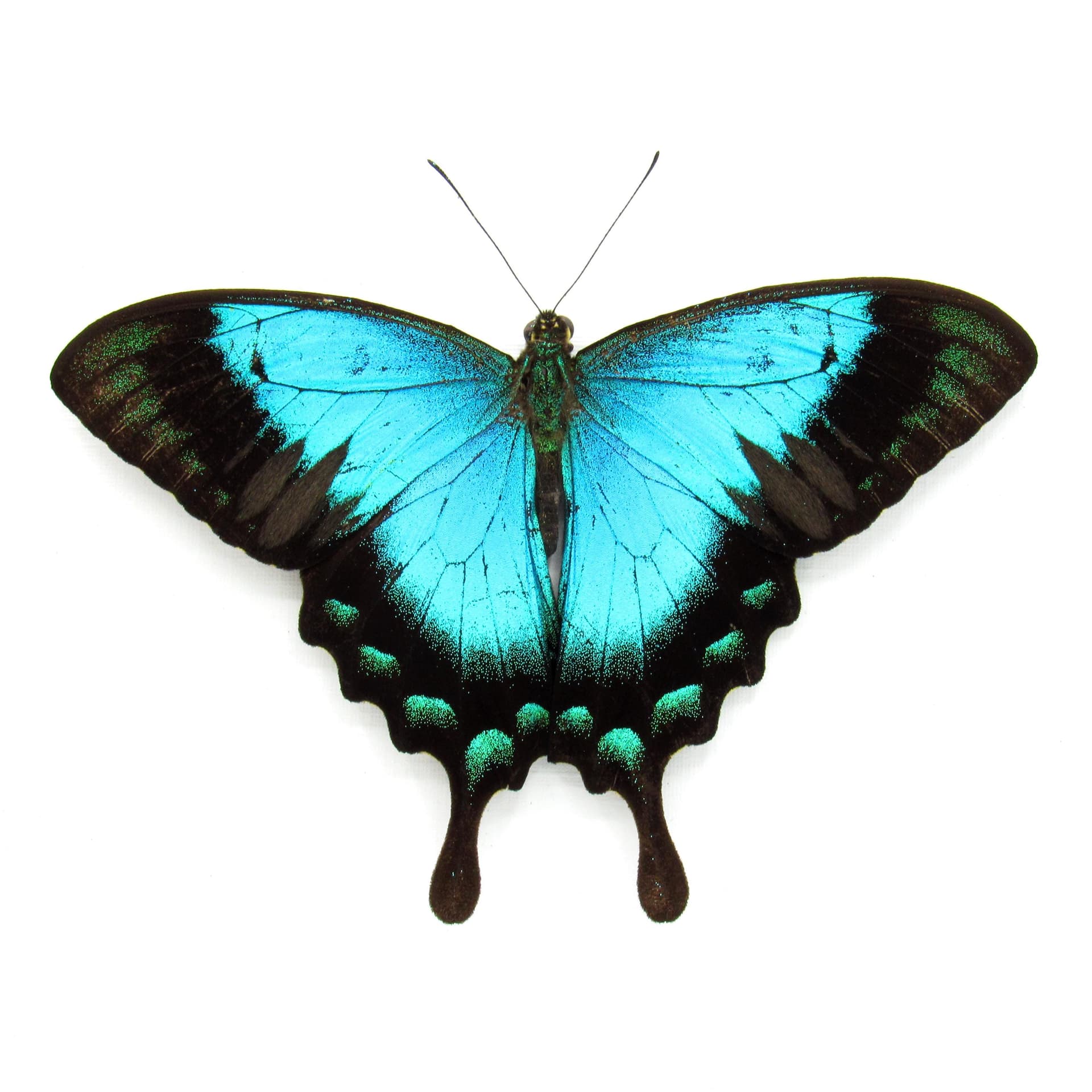 Real framed Peacock Swallowtail butterfly taxidermy - Papilio lorquinianus - Victorian mount