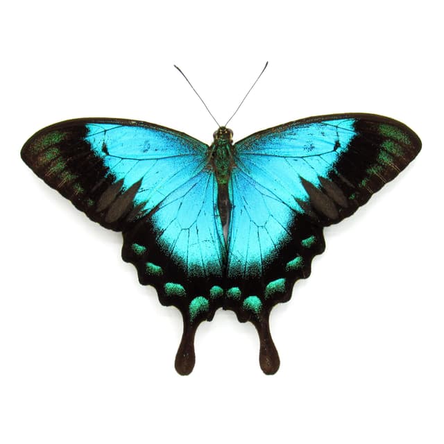 Real framed Peacock Swallowtail butterfly taxidermy - Papilio lorquinianus - Victorian mount