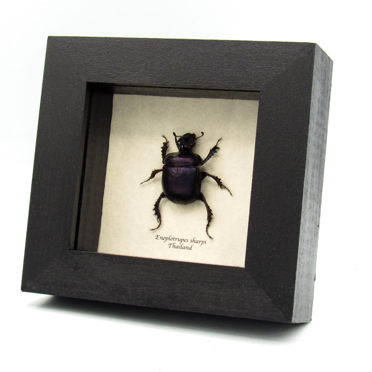 Real purple dung beetle framed taxidermy - Enoplotrupes sharpi
