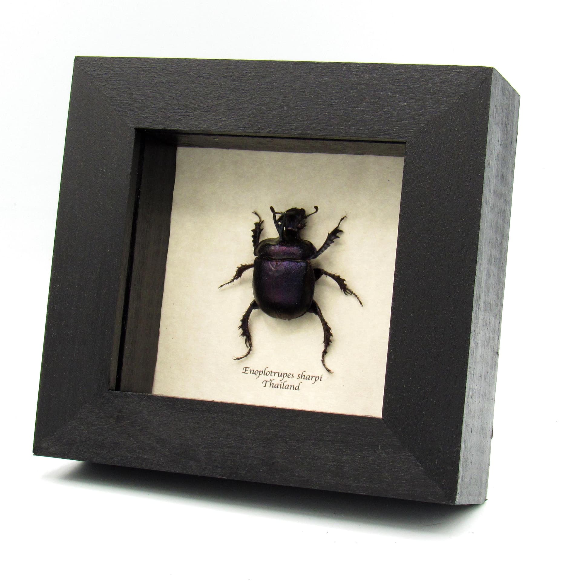 Real purple dung beetle framed taxidermy - Enoplotrupes sharpi