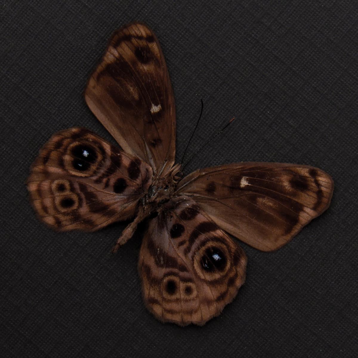 Real butterfly framed taxidermy - Eunica norica