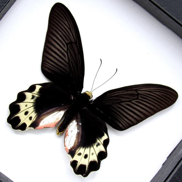 Real White Head Batwing butterfly framed taxidermy - Atrophaneura priapus