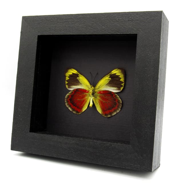 Rare red Delias butterfly framed taxidermy - Delias duris - large female
