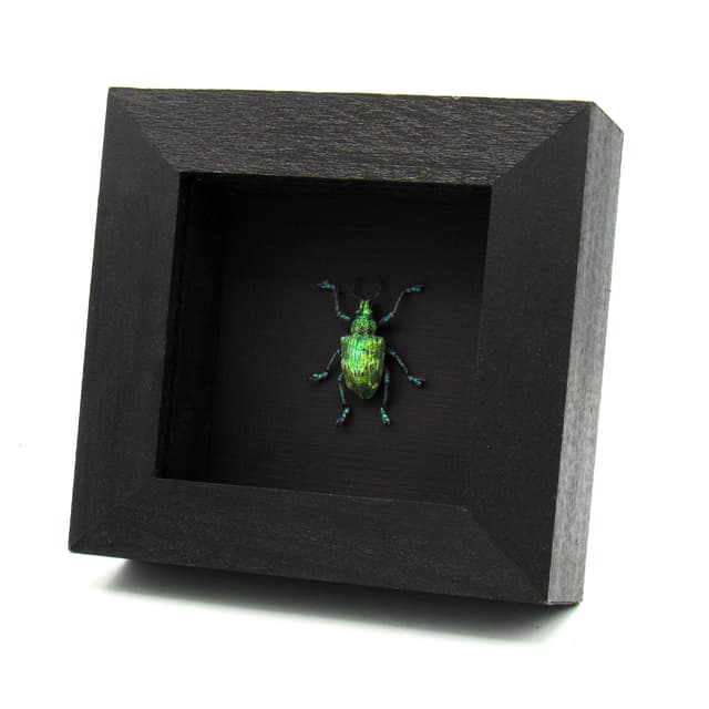Rare extremely metallic green Weevil beetle framed taxidermy - Lamprocyphus augustus