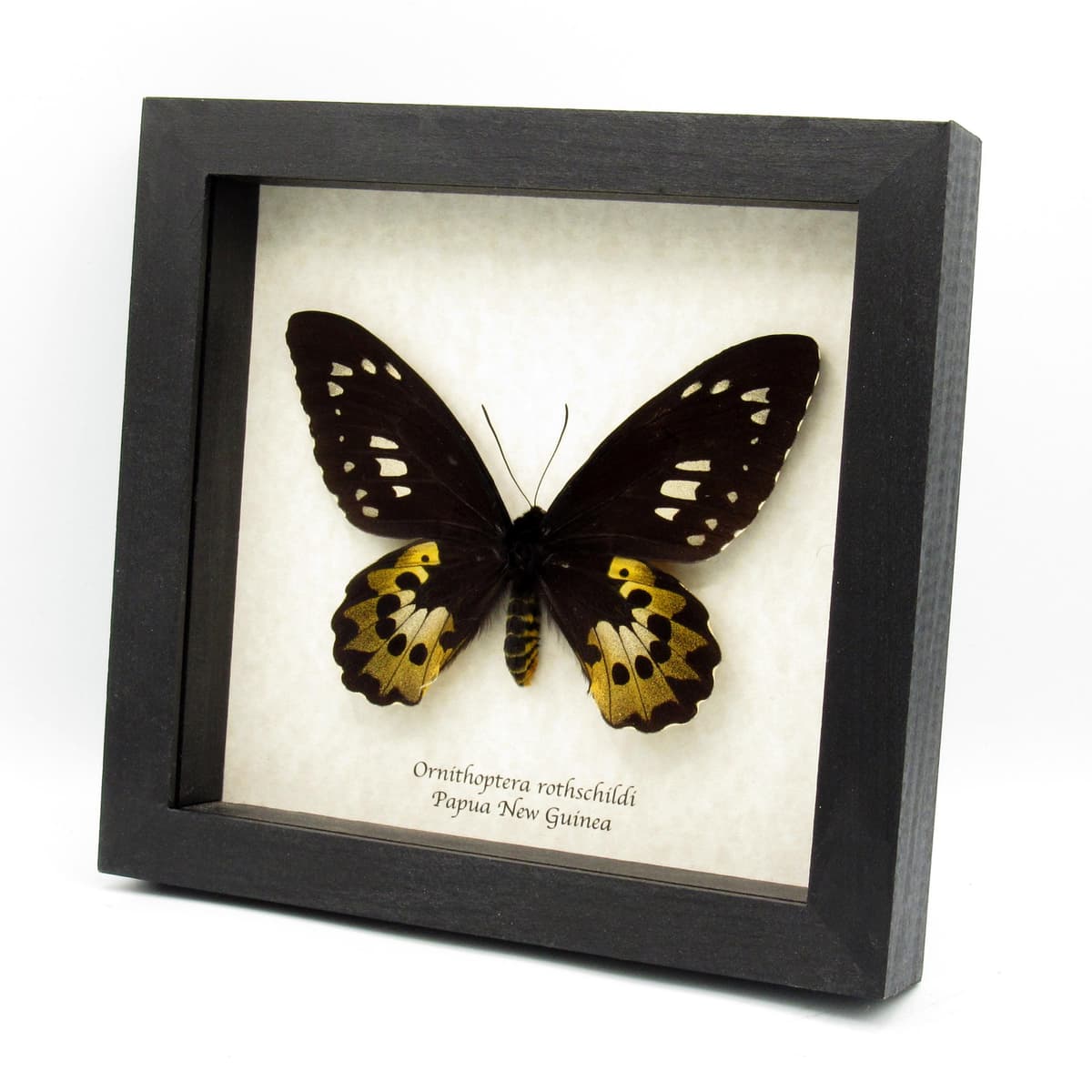 Real Golden Birdwing butterfly framed taxidermy - Ornithoptera rothschildi - female