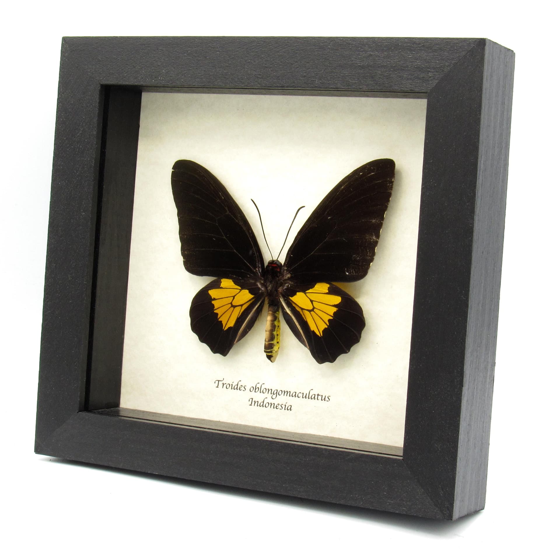 Large yellow Birdwing butterfly framed taxidermy - Troides oblongomaculatus